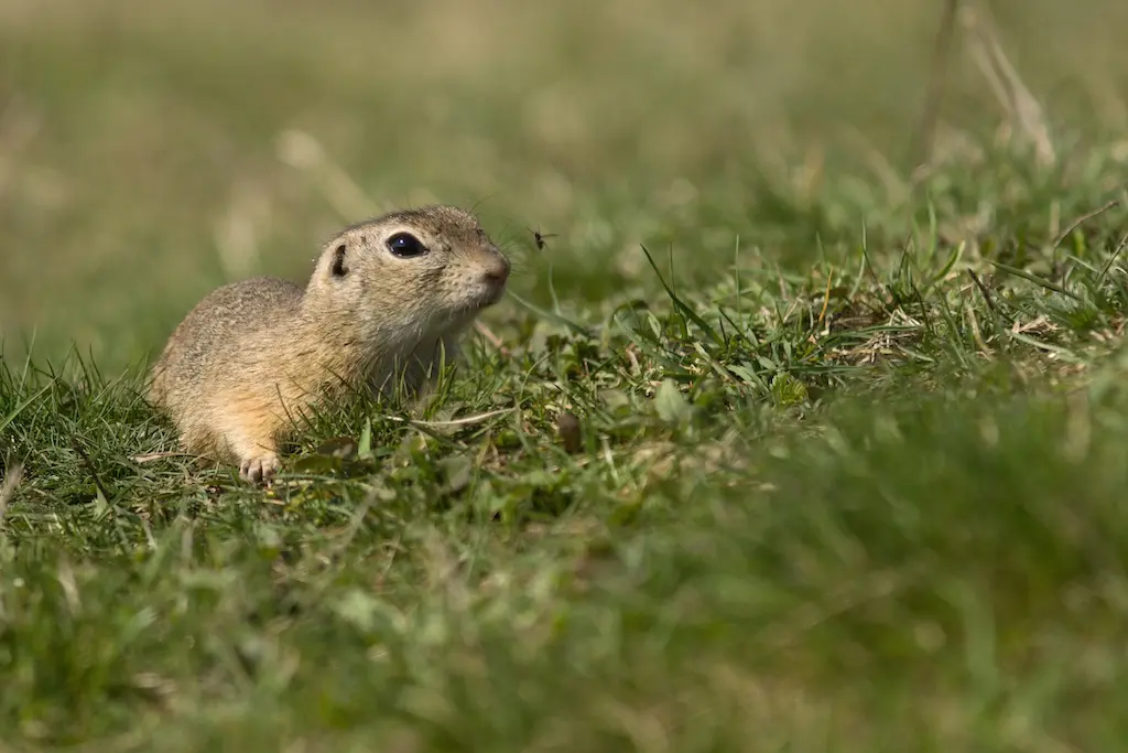 Cover Image for Gopher, the Father of the Internet